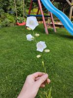 4 Stück Glockenblume Staude Blume Garten weiß getopft Schleswig-Holstein - Barkelsby Vorschau