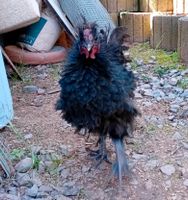 Hahn, Mix aus Seidenhuhn und Annaberger Rheinland-Pfalz - Annweiler am Trifels Vorschau