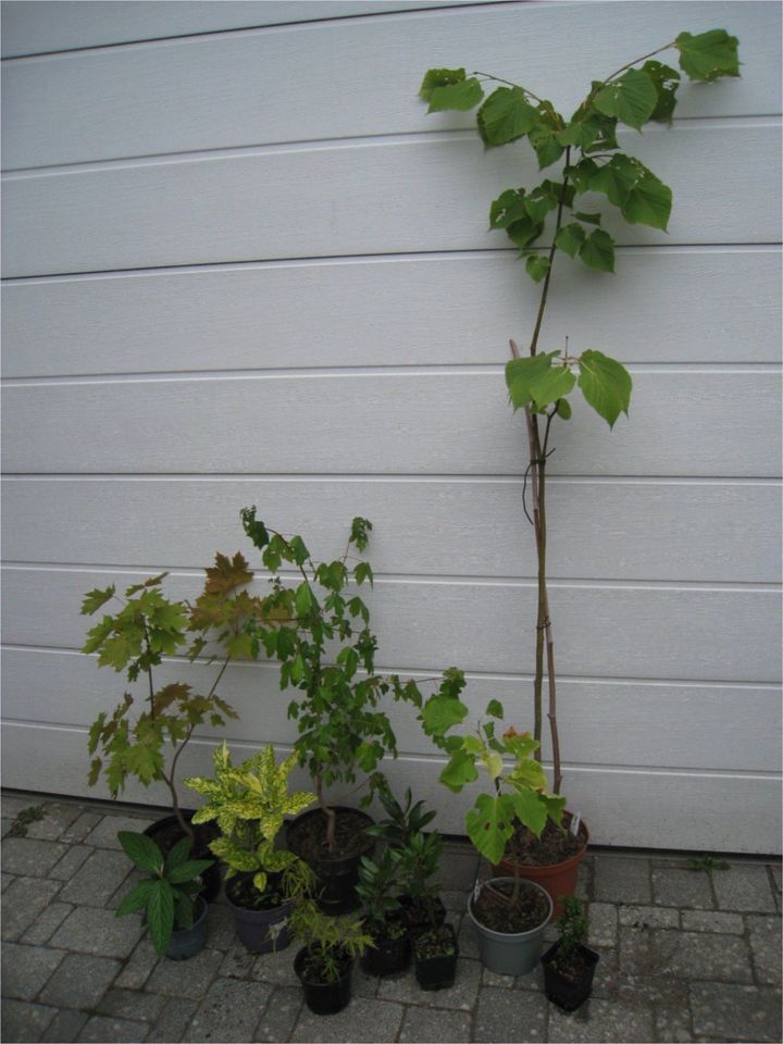 Sträucher, Bäume, Sichtschutz Balkon/Terrasse in Ottersweier