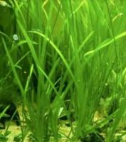 10 x Wasserpflanze Vallisneria- Wasserschraube für Aquarium Bayern - Winzer Vorschau