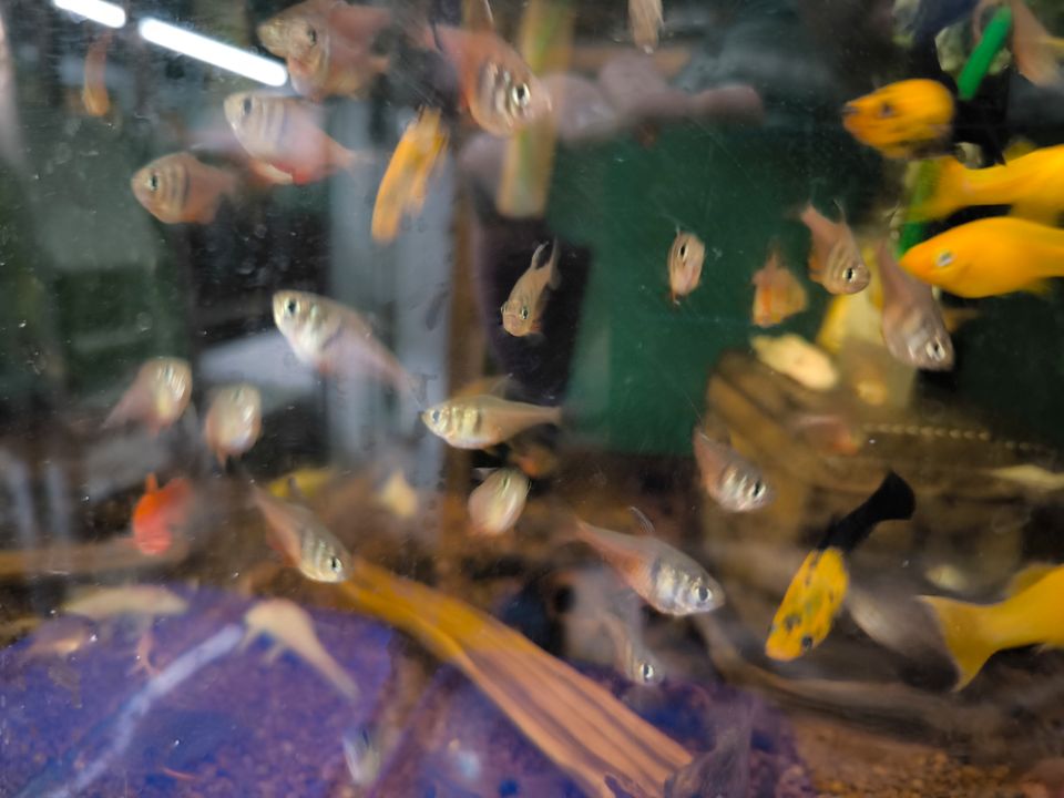 Rote von Rio Salmler FISCHBÖRSE 21.4. Aquarienverein Bayreuth in Pegnitz