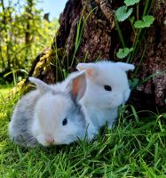 Zwergkaninchen Babys ❤️ Löwenköpfchen Minilops Farbenzwerge Am Ohmberg - Bischofferode Vorschau