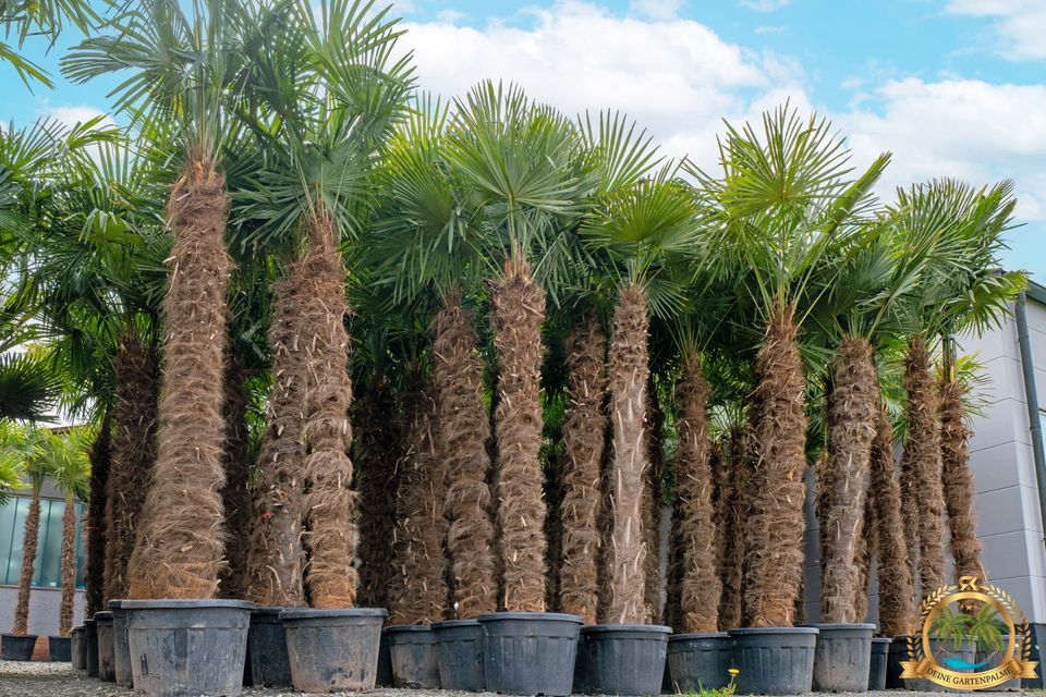 Trachycarpus Fortunei 130cm große Hanfpalme mit Pflanzenpass in Parkstein