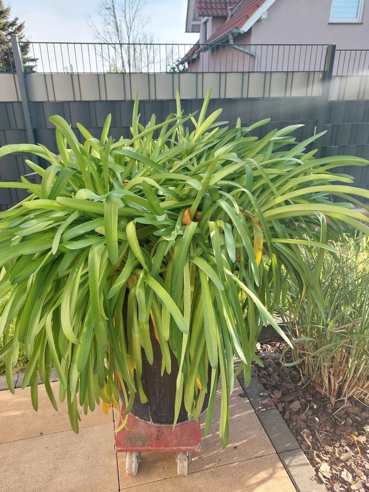 Riesige Schmucklilie/ Agapanthus in lila in Bad Langensalza