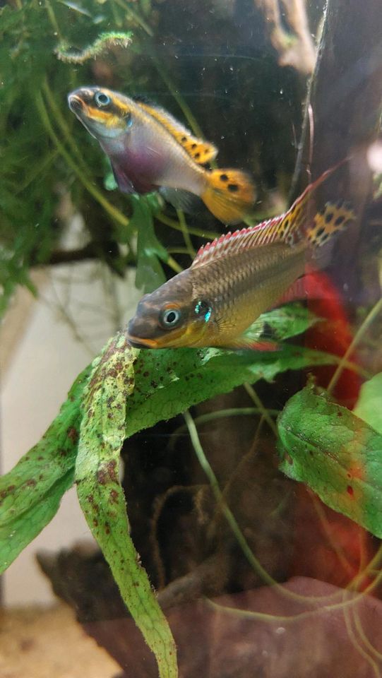 Pelvicachromis kribensis Moliwe in Olpe