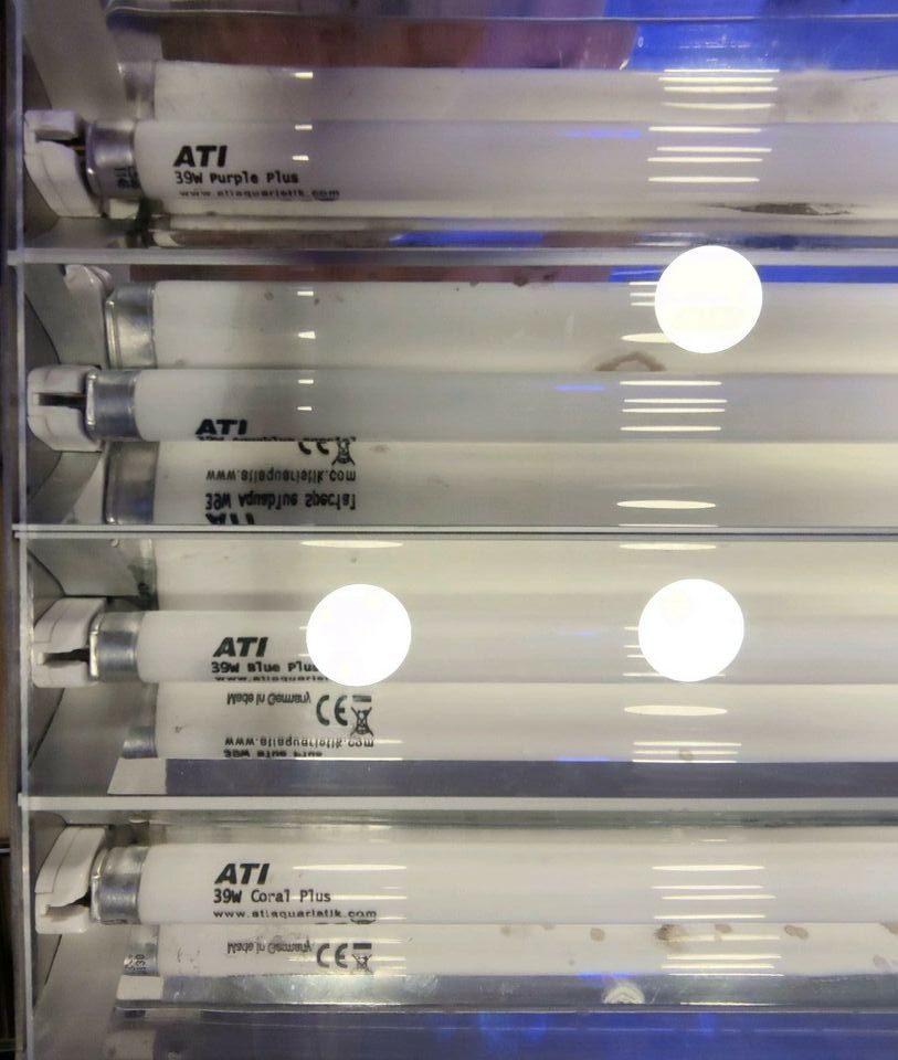 Meerwasser Lampe Beleuchtung Ati Hybrid T5 8x39W LED 2x75W in Wolfsburg