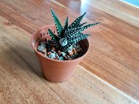 Sukkulente Haworthia Fasciata Baden-Württemberg - Sandhausen Vorschau