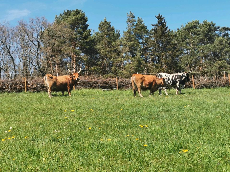 Heu-Wiesen zur Pacht gesucht (Nähe 53925Kall) in Kall