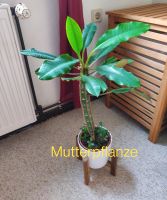 Euphorbia leuconeura Jungpflanze | Spuckpalme Madagaskar-Juwel Sachsen-Anhalt - Bernburg (Saale) Vorschau