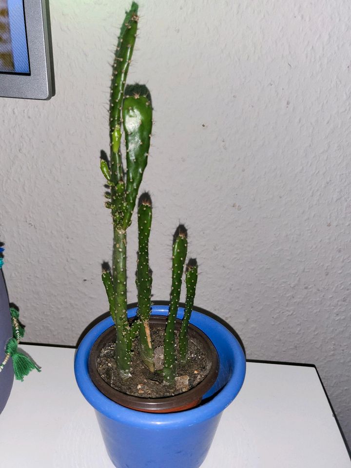 Kaktus, Zimmerpflanze mit Übertopf, cactus in Bielefeld