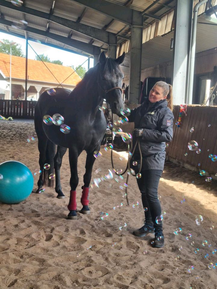 Reitunterricht / Pferdetraining / Reitlehrer in Leer (Ostfriesland)