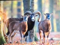 Eifel Mufflon Wildschaf Muffelwild Wildfleisch Wildbret Nordrhein-Westfalen - Titz Vorschau