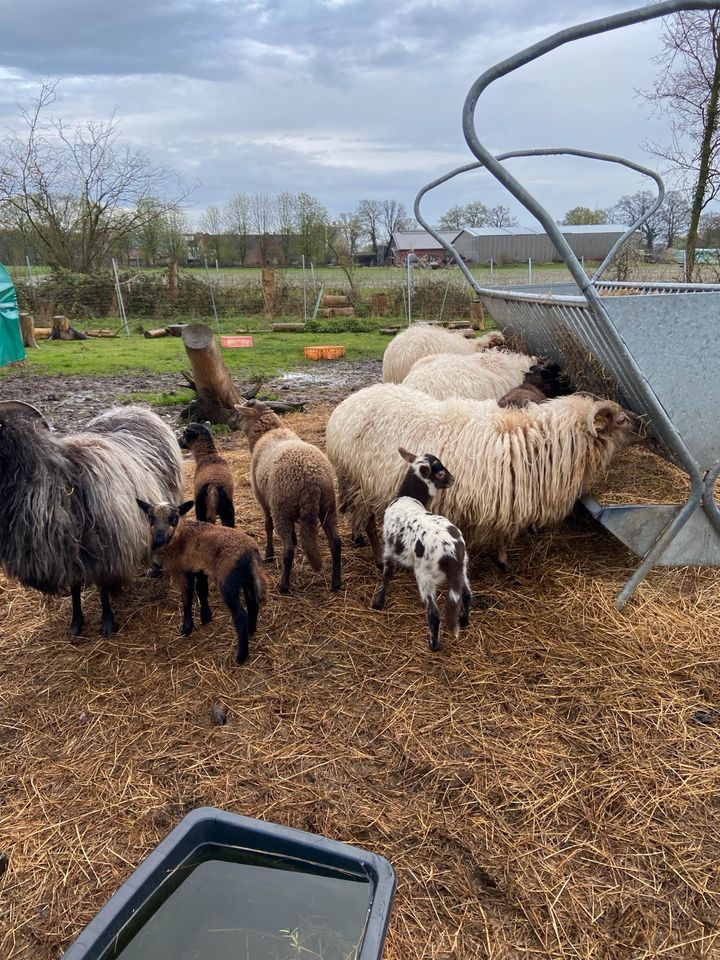 Schafe zum Abgrasen von Weideflächen in Steinfurt
