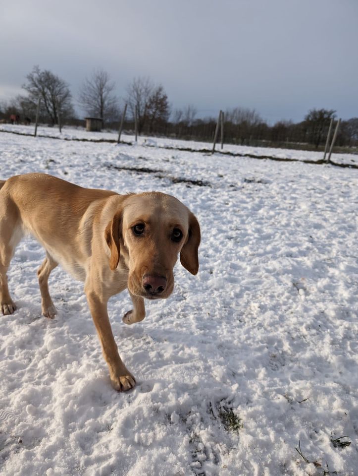 Hundepension/Hundetagesstätte in Tellingstedt