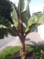 Rote Riesenbanane für den Garten! Sachsen-Anhalt - Halberstadt Vorschau