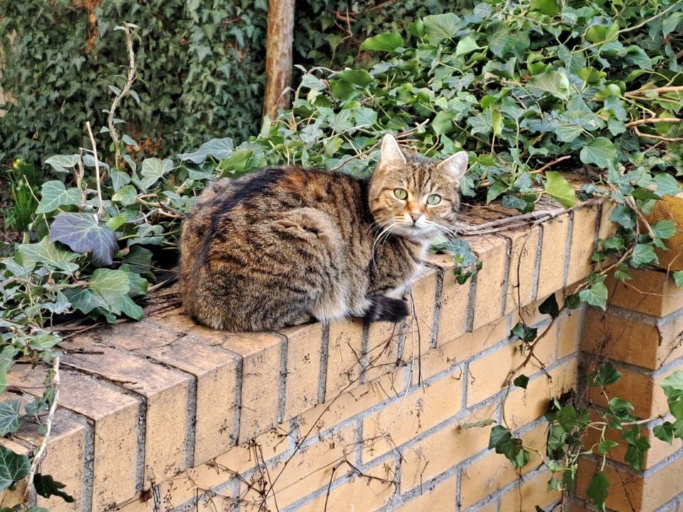 Katze "Mieps" vermisst in Halle