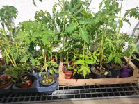 Tomaten Tomatenpflanzen Bayern - Obergünzburg Vorschau