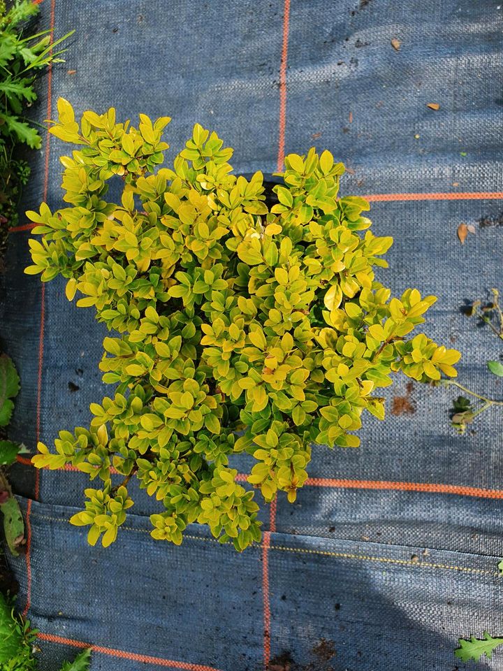 Ilex Crenata Buchsbaumersatz Heckenpflanzen Einzelpflanze in Lastrup