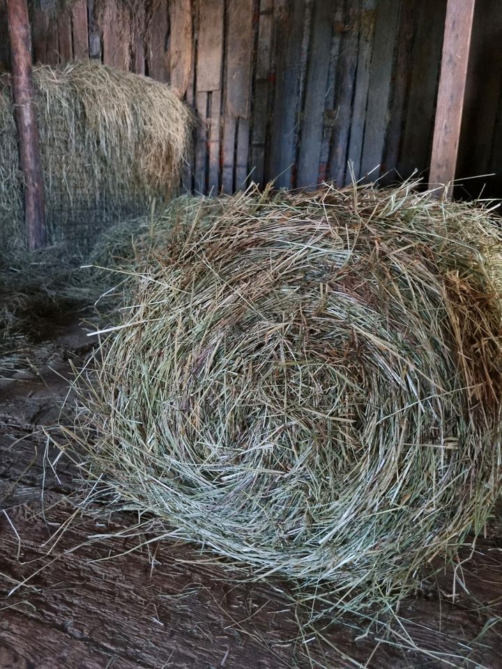 Heu ballen, kleine Heurundballen in Mohorn