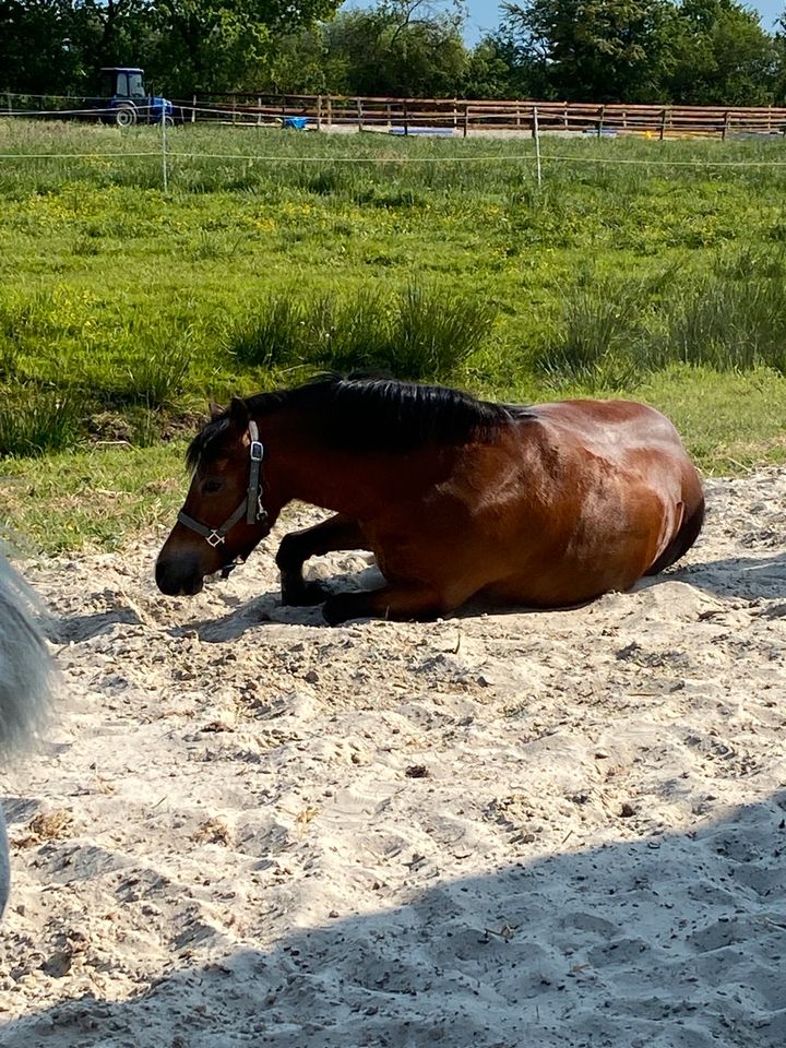 Welsh Mountain Pony A (17 Jahre) in Stedesdorf