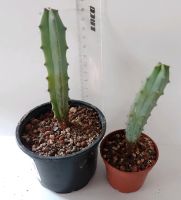 Kaktus Myrtillocactus geometrizans Bayern - Stephanskirchen Vorschau