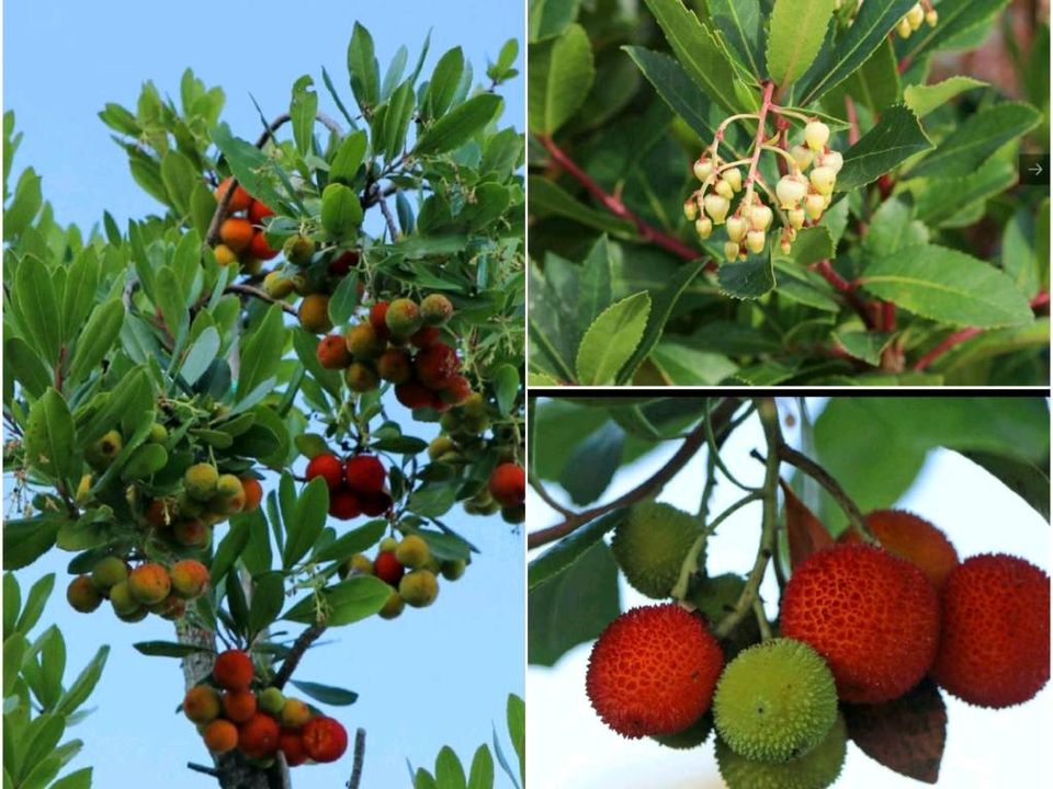 Erdbeerbaum Arbutus unedo gesucht in Waldkirch