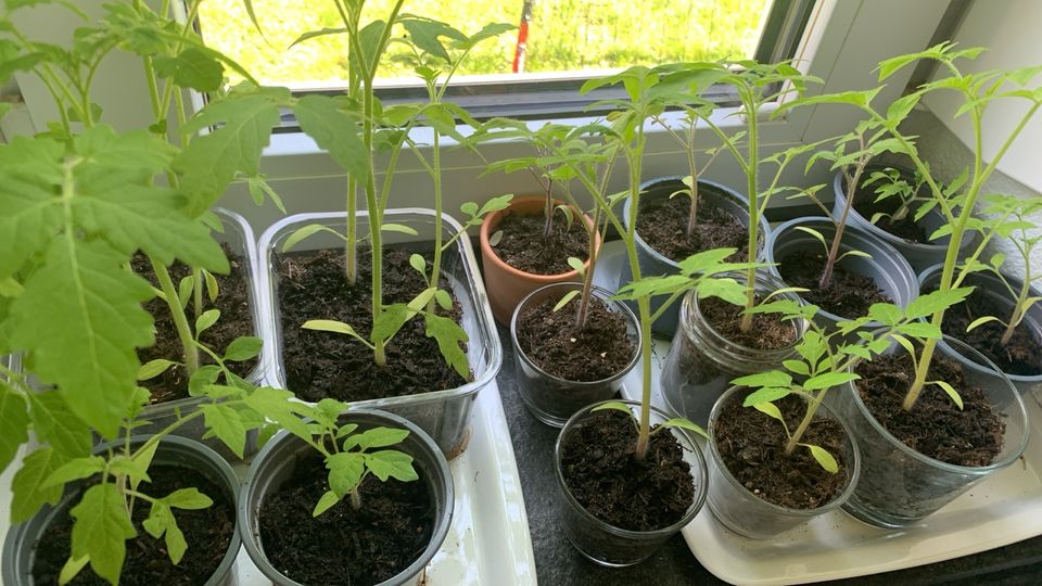 Tomaten Pflanzen zum tauschen in Neu Ulm