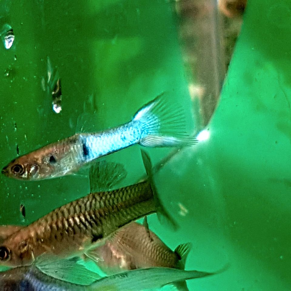 Japan blau Guppys Bd Test negativ 16.04. Endler Japan Guppy Fisch in Heilbad Heiligenstadt