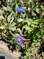 Staudenkornblume Flockenblume Niedersachsen - Stade Vorschau