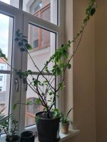 Hibiskus Pflanze mit Topf Hannover - Linden-Limmer Vorschau
