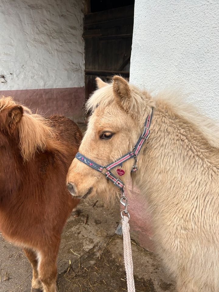 DpbS Shetty Wallach, Sonderfarbe, Absetzer, Schulpony in Groß Quenstedt