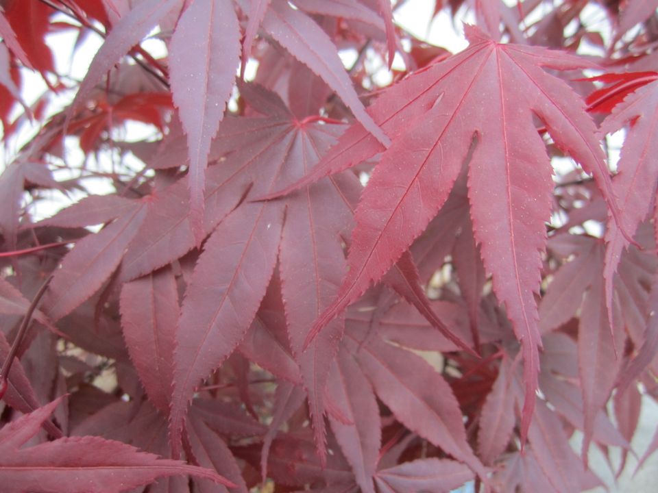 Bonsai roter Fächerahorn. in Pommersfelden