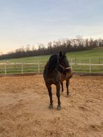 Western Reitbeteiligung Baden-Württemberg - Hochdorf Vorschau