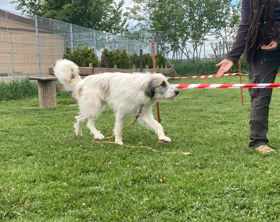 Möchtet ihr Wallace kennenlernen? Dann meldet euch! in Mengkofen