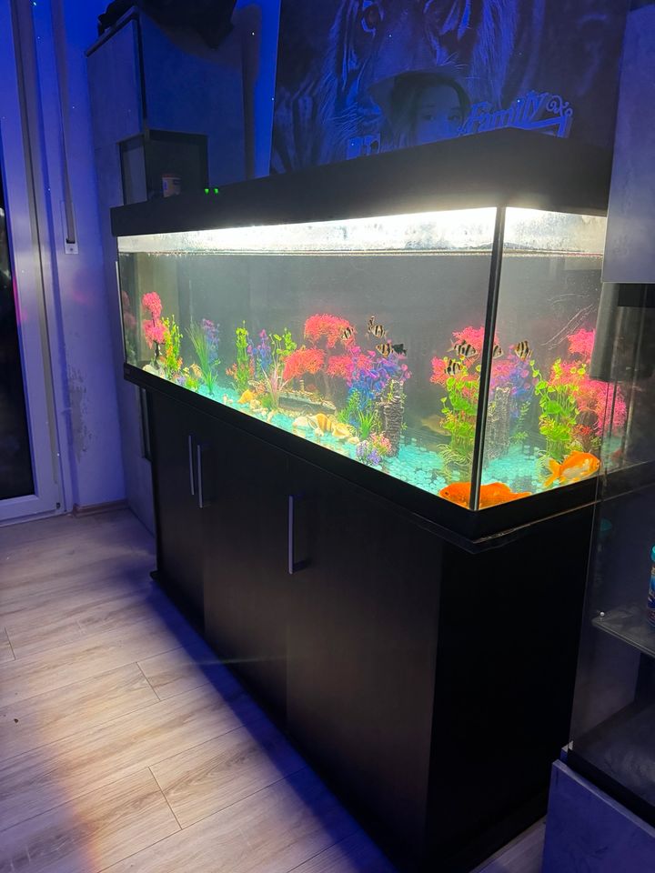 Aquarium mit Fische in Castrop-Rauxel