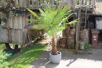 Trachycarpus fortunei, 3m mit Topf, Tessin Palme Baden-Württemberg - Winterbach Vorschau