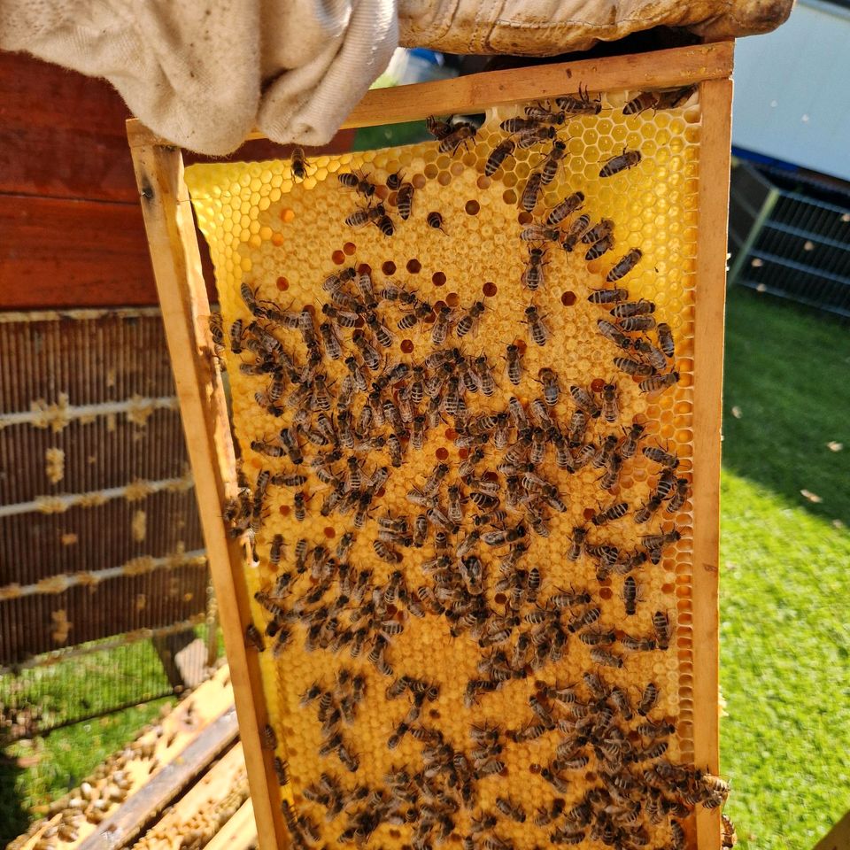 Echter Deutscher Honig vom Hobbyimker in Laupheim