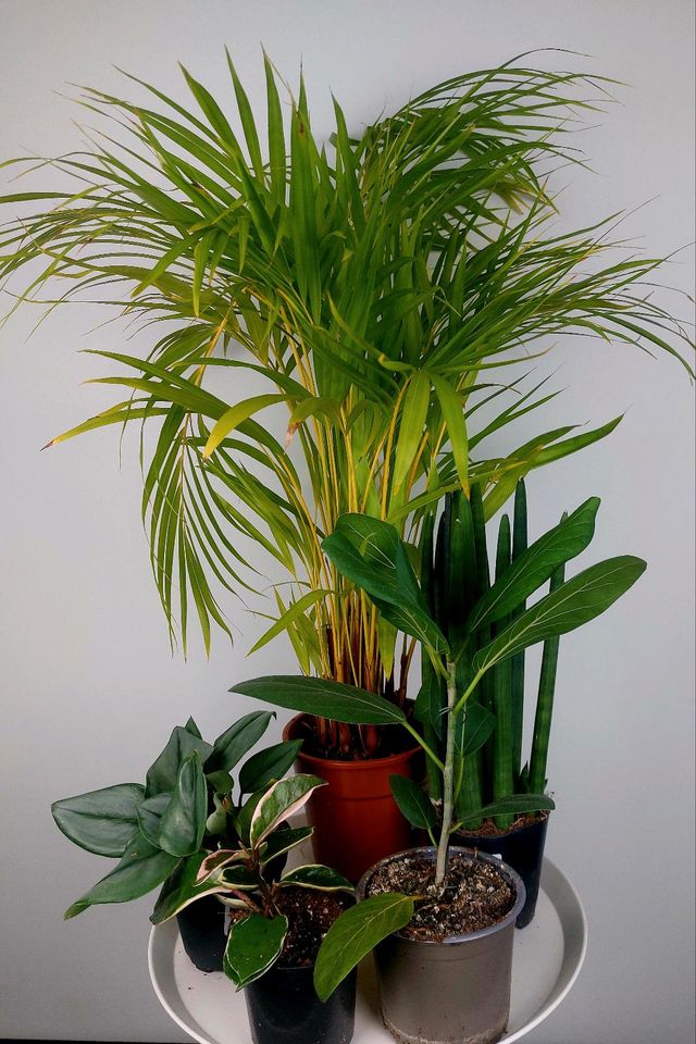 Plantset 5 plants Ficus Sansevieria Scindapsus Hoya in Berlin