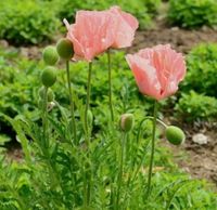 Riesenmohn 100 Samen Papaver Türkischer Mohn Feuer-Mohn 2023 Leipzig - Connewitz Vorschau