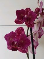 Orchidee phalaenopsis  Kimono pelorik Niedersachsen - Papenburg Vorschau