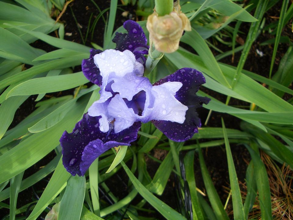 1 hohe Schwertlilie / Bart-Iris "Tempting Fate" in Karlstein