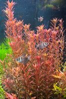 Rotala singapore Blood red Aqauriumpflanze Thüringen - Gera Vorschau