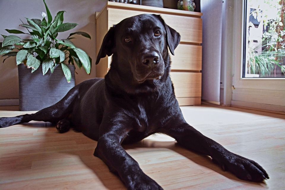 Labrador Retriever in Berlin