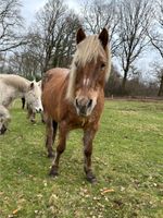 In gute Hände abzugeben. Schleswig-Holstein - Schafstedt Vorschau