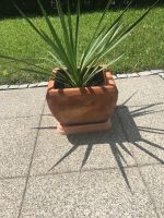 Yucca recurvifolia winterhart + Terracotta-Topf Baden-Württemberg - Konstanz Vorschau