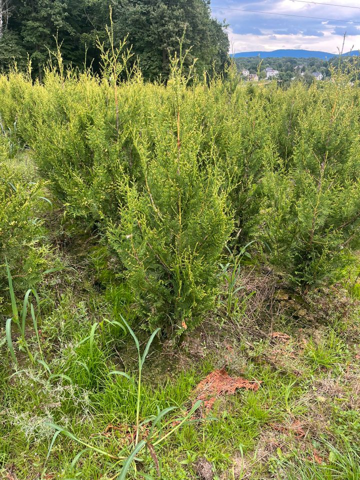 LEBENSBAUM THUJA SMARAGD BRABANT TOP HECKPFLANZEN in Würzburg