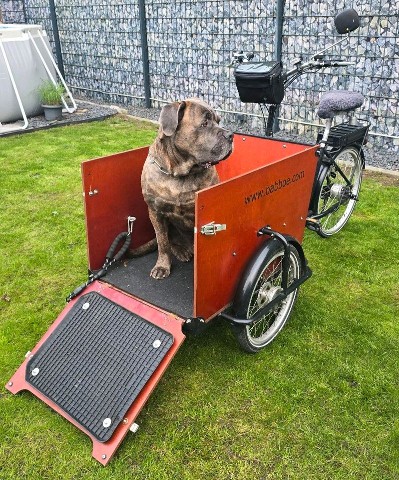 BabboeDog E Bike Babboe Hundefahrrad Hunde Transport in Wesel