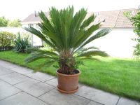 Palmfarn Cycas revoluta ca. 20 Jahre alt, kräftig, gesund Baden-Württemberg - Nürtingen Vorschau