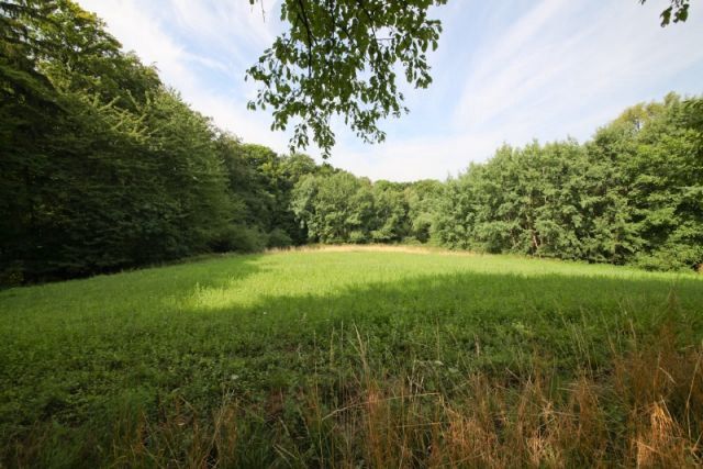 Suche Wald-/Wiesengrundstück zum KAUFEN! in Lichtenau