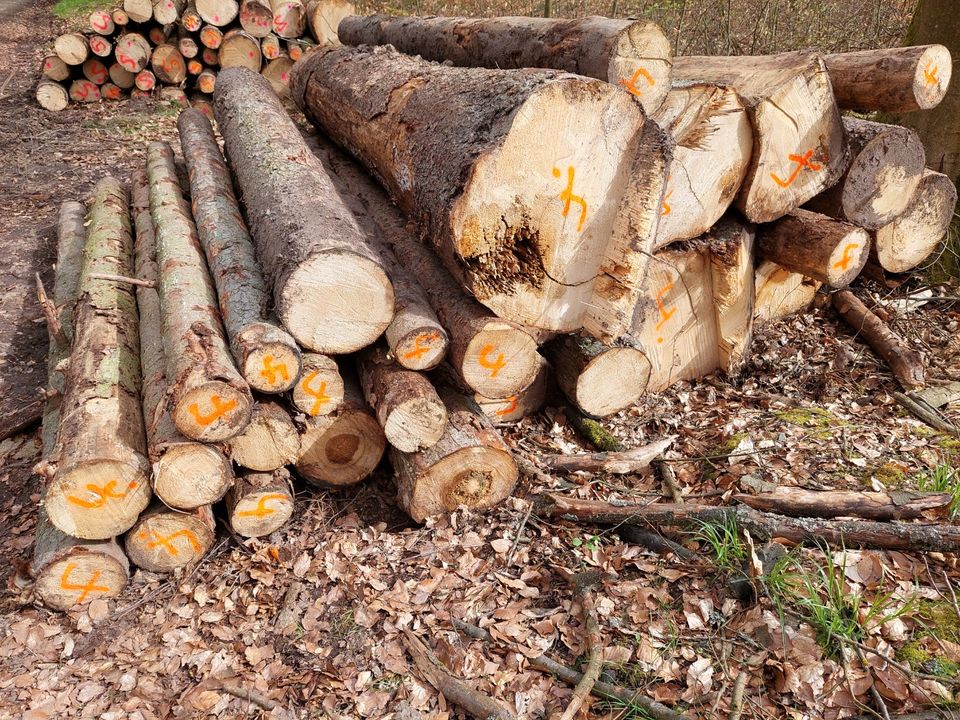 Fichte Brennholz - 3 Meter Längen in Rauschenberg